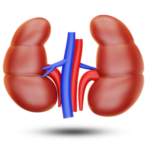Kidney revival